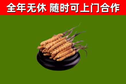 蔚市烟酒回收冬虫夏草.jpg