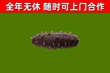 蔚市回收海参干
